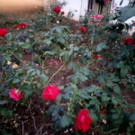 red roses in the backyard red roses in the backyard