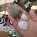 shells on palm