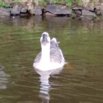 white and black geese