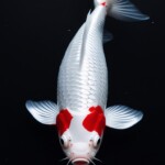 white fish in water