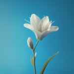 white lily white lily