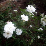 white roses white roses