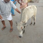 100+ Best Collection of Street Photos for Free Download 49 cows on street