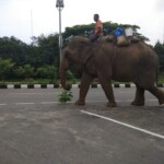100+ Best Collection of Street Photos for Free Download 39 elephant on the road