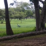 100+ Best Collection of Street Photos for Free Download 38 green amidst the cityscape