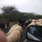 100+ Best Collection of Street Photos for Free Download 23 sheep's on the road