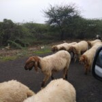 100+ Best Collection of Street Photos for Free Download 27 sheeps blocking the road