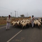 100+ Best Collection of Street Photos for Free Download 28 sheeps on the road